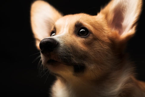 Is Your Dog Scared of Fireworks? Here's How To Help