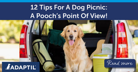 12 Tips For A Dog Picnic: A Poochโs Point Of View!