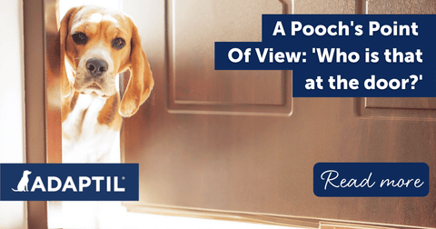 A Pooch's Point of View: โรรฒWho is that at the door?'