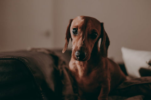 How Long Can You Leave A Dog Home Alone?