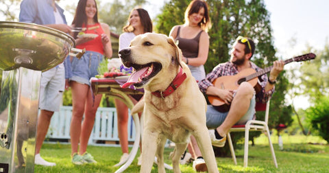 Keeping Dogs Safe During Barbeques: A Poochโs Point of View!