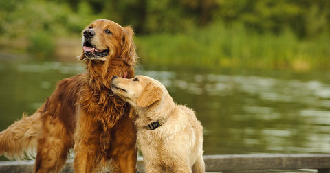 Dog Names for 2025! 20 Ideas For Male and Female Dogs