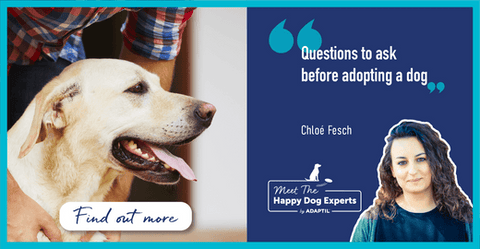 Questions to ask before adopting a dog - Happy Dog Expert - Chloโยฉ Fesch