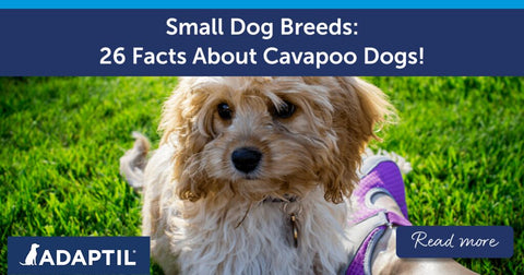 26 Facts About Cavapoo Dogs!