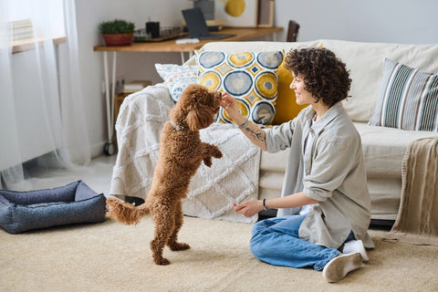 New Puppy? How To Create A Dog-Friendly Home