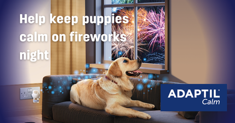 Preparing Puppies for Fireworks Night