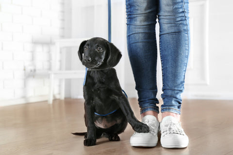 How To Train Your Dog To Walk On A Lead