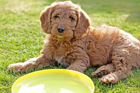 New Puppy Checklist - Are You Ready For Your Pup?