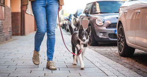 13 Fun Dog Activities to Boost Your Bond