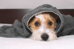 3 Reasons Why Dogs Are Scared of Fireworks