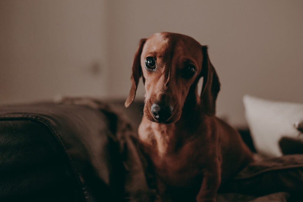 How Long Can You Leave A Dog Home Alone?