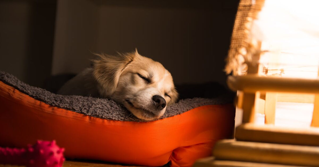 Happy small dog with his head sticking out of his dog bed sleeping