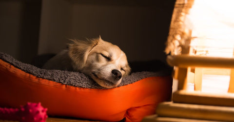 How To Teach Your Dog To Settle At Night
