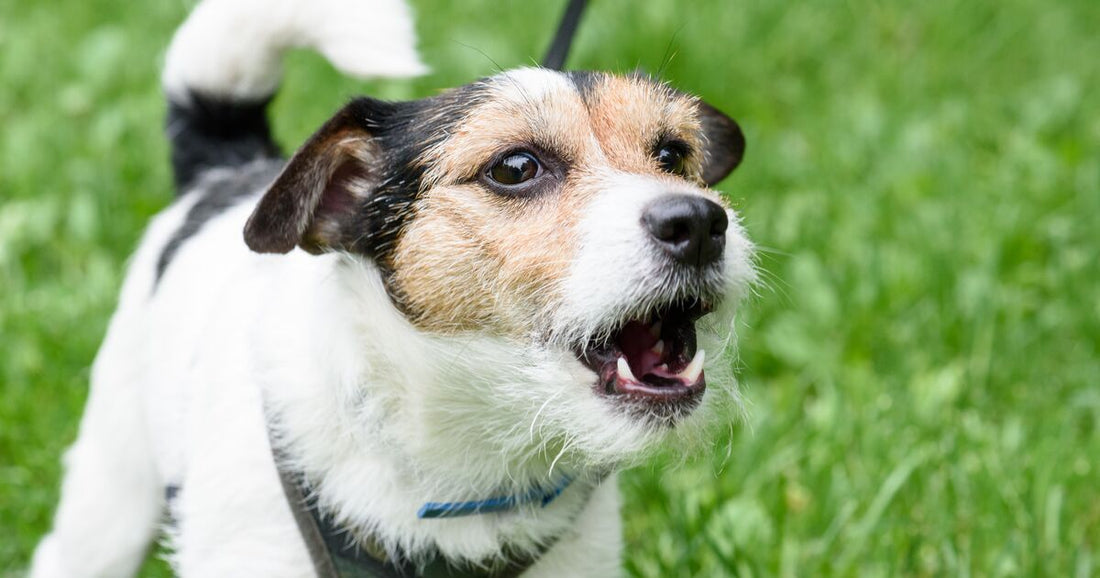 Minimising barking during a call