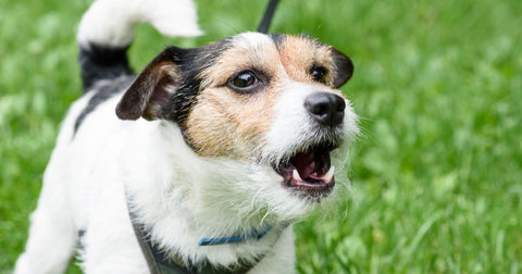 Minimising barking during a call