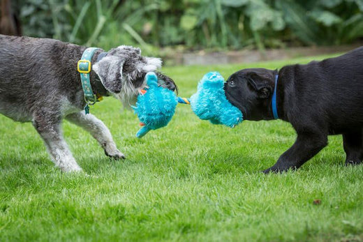 Puppy Socialisation Is Of Great Importance For Your Puppy