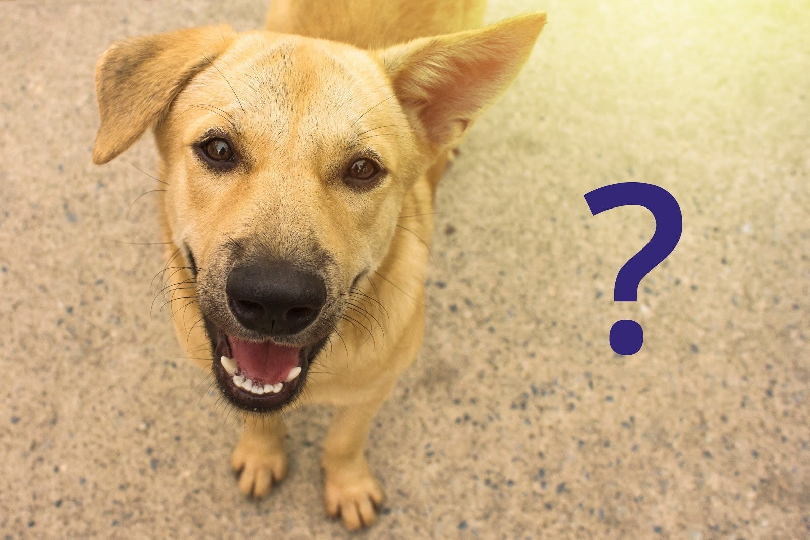 Expert Q and A boarding kennels or dog sitter