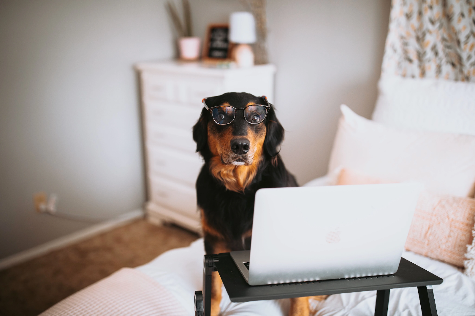 How to work from home effectively with your dog