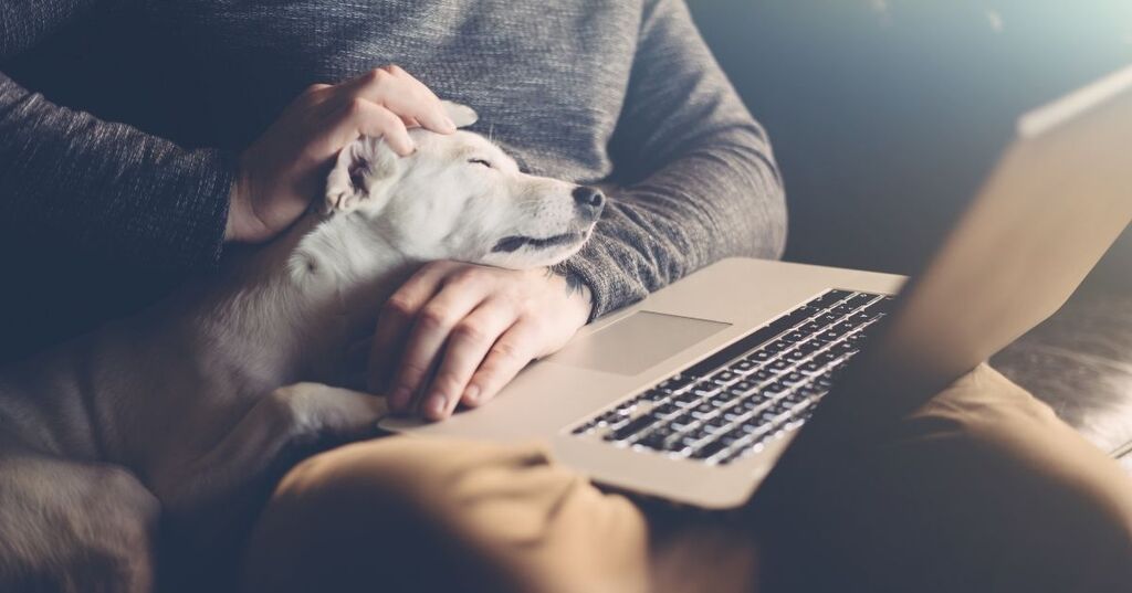 Pawsome Co-Workers: A Pooch's Tips for Working From Home!