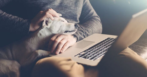 Pawsome Co-Workers: A Pooch's Tips for Working From Home!