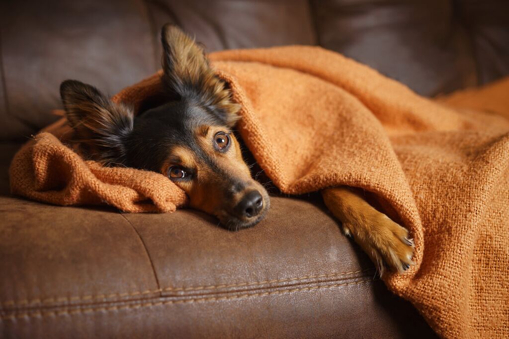 Dogs and Fireworks: 5 Steps To Reduce Stress