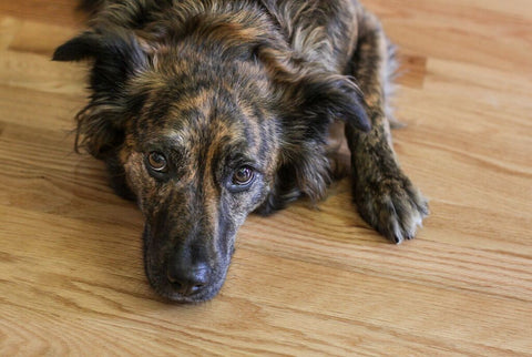 Is Your Dog Stressed? Signs of Stress in Dogs to Watch For