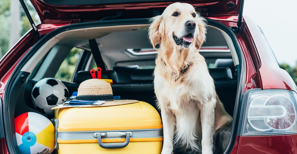 Can You Take A Dog on a Plane? Doggy Travel Tips to Consider