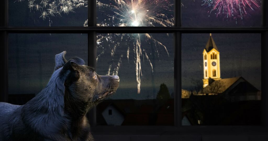 Is there a magic fix for firework fears?