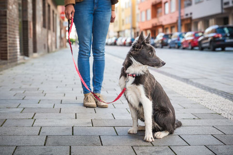 How To Teach A Dog To Sit