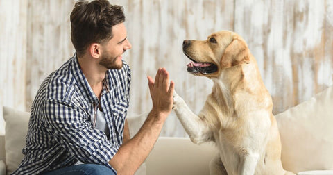 Happy Dog Expert: Understanding How Dogs Learn
