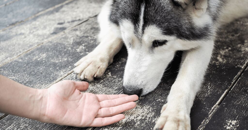 Is Your Dog Being Clingy?