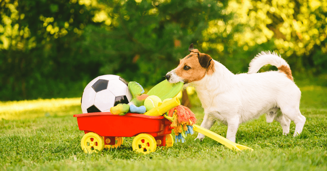Offering Choice to Dogs Whilst Training: A Happy Dog Expert Explains