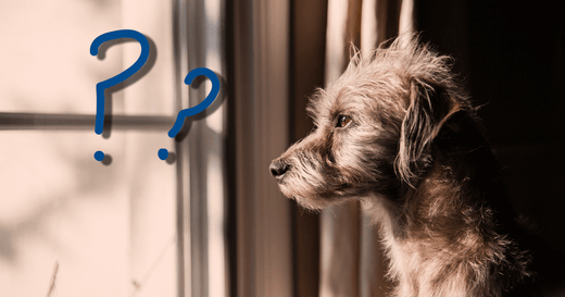 Is there a magic fix for your dog's fears?