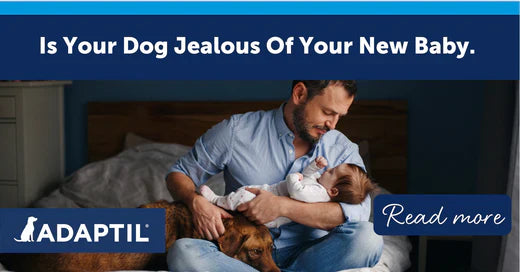 Is Your Dog Jealous of Your New Baby?