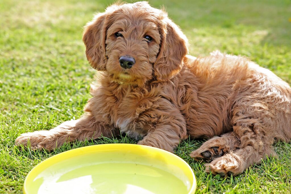 New Puppy Checklist - Are You Ready For Your Pup?