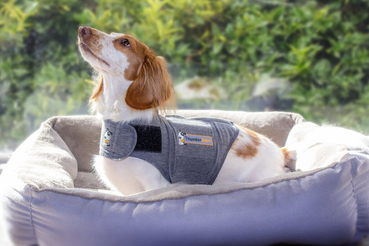 ThunderShirt | Anxiety Jacket for Dogs | ADAPTIL