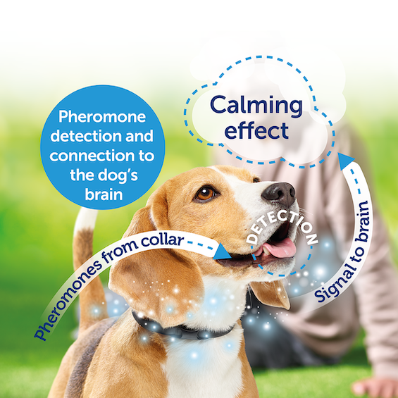 Dog pheromone collar side effects deals